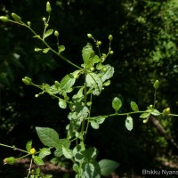 Pluchea paniculata (Willd.) Karthik. & Moorthy